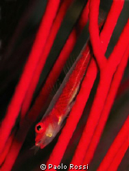 Bryaninops sp.
The cannibal! It's eating one of its simi... by Paolo Rossi 